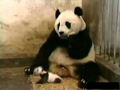 Baby Panda Fart Hilarious Wmv