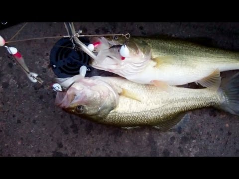 Alabama Rig Bass Fishing.