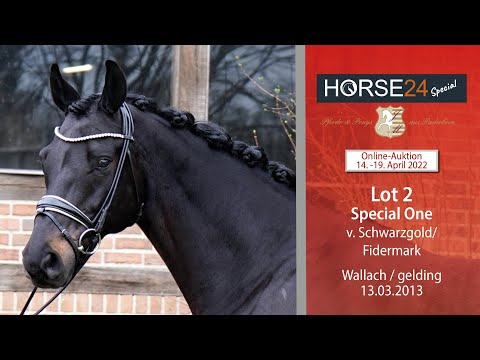 Horse24 Special Auktion Mielesko-Vekens Lot 2 Special One v. Schwarzgold/T. - Fidermark