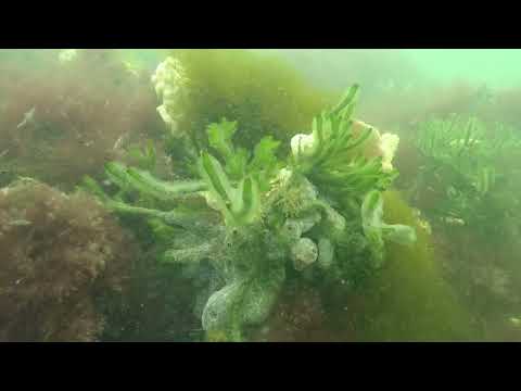 Codium fragile