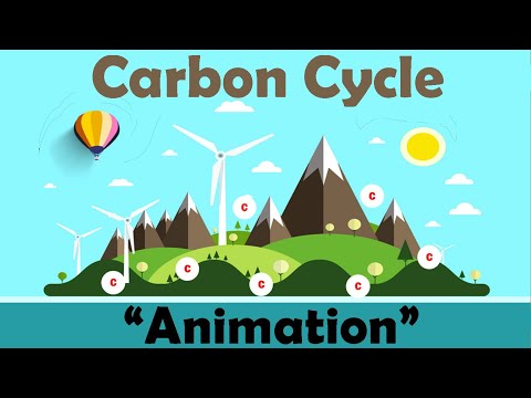 CARBON CYCLE | Biology Animation