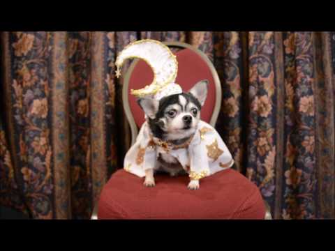 Chihuahua Bogie at 2020 New York Pet Fashion Show wearing Anthony Rubio Designs