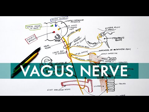 Vagus Nerve | Cranial nerve X - Head & Neck Anatomy Tutorial