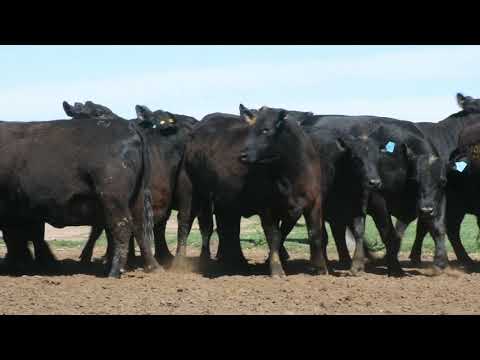 Cabaña La Paz de Werthein 21 de Octubre de 2020