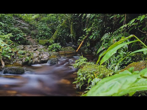 Sounds from a forgotten paradise. A crystal clear river, lush forest, and morning birds.
