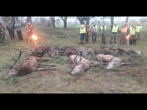 Best of Drivenhunt Poland (Wildboar/Reed Deer)