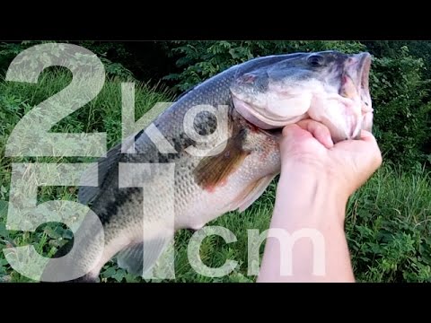 ランカークラスのブラックバスを釣って食う Largemouth bass fishing  Catch &amp; Eat