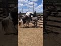 Cross Breeding Horses And Donkeys Beautiful Super Babies After