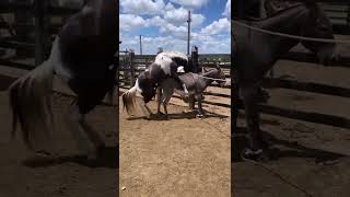 Cross breeding horses and donkeys beautiful  super