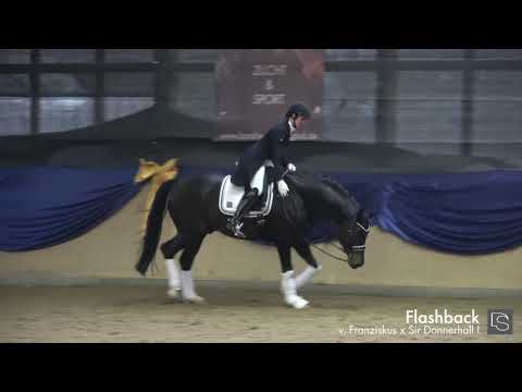 Flashback - 1. Burghof-Online-Hengstschau