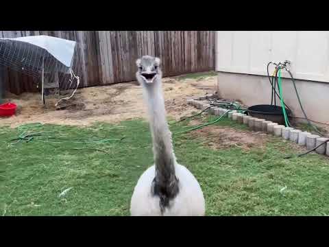 Kevin No longer Attacks? (Gone sus)