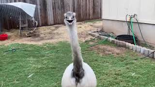 Download lagu Kevin No longer Attacks? (Gone sus) mp3