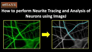 How to perform Neurite Tracing and Analysis of Neurons using ImageJ