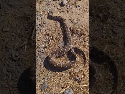 Af3a saama wakhatiiiira