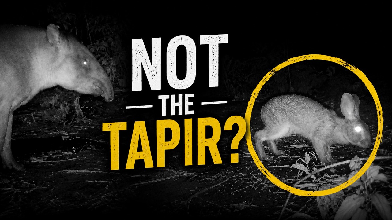 Camera traps reveal it wasn't the tapir after all