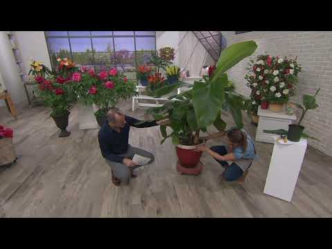 download lagu mp3 mp4 Ornamental Banana Trees For Sale, download lagu Ornamental Banana Trees For Sale gratis, unduh video klip Ornamental Banana Trees For Sale