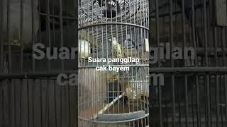 Download lagu pancingan suara cak bayem gacor mp3 Download lagu pancingan suara cak bayem gacor mp3