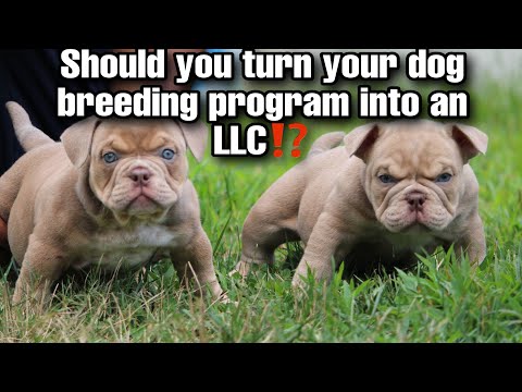 Should you turn your dog breeding program into a LLC⁉️