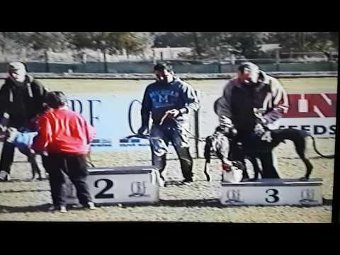 Isaszeg Park agárverseny 2016.10.22. Dopping Bonie Tyler