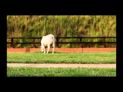 513-33 San Juan de Bedouth