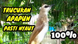 Download lagu Suara burung trucukan gacor memanggil lawan pancingan trucukan betina memanggil jantan agar bunyi mp3