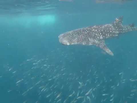 Whale Sharks in Saudi Arabia