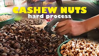 CASHEW NUTS | Mahirap na paggawa ng Kasoy
