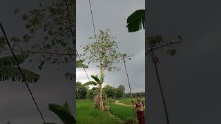 Download lagu mikat burung #nature #funnyanimals #nest #cuteanimals #awesomethings #fishing #camping #animalmoment mp3