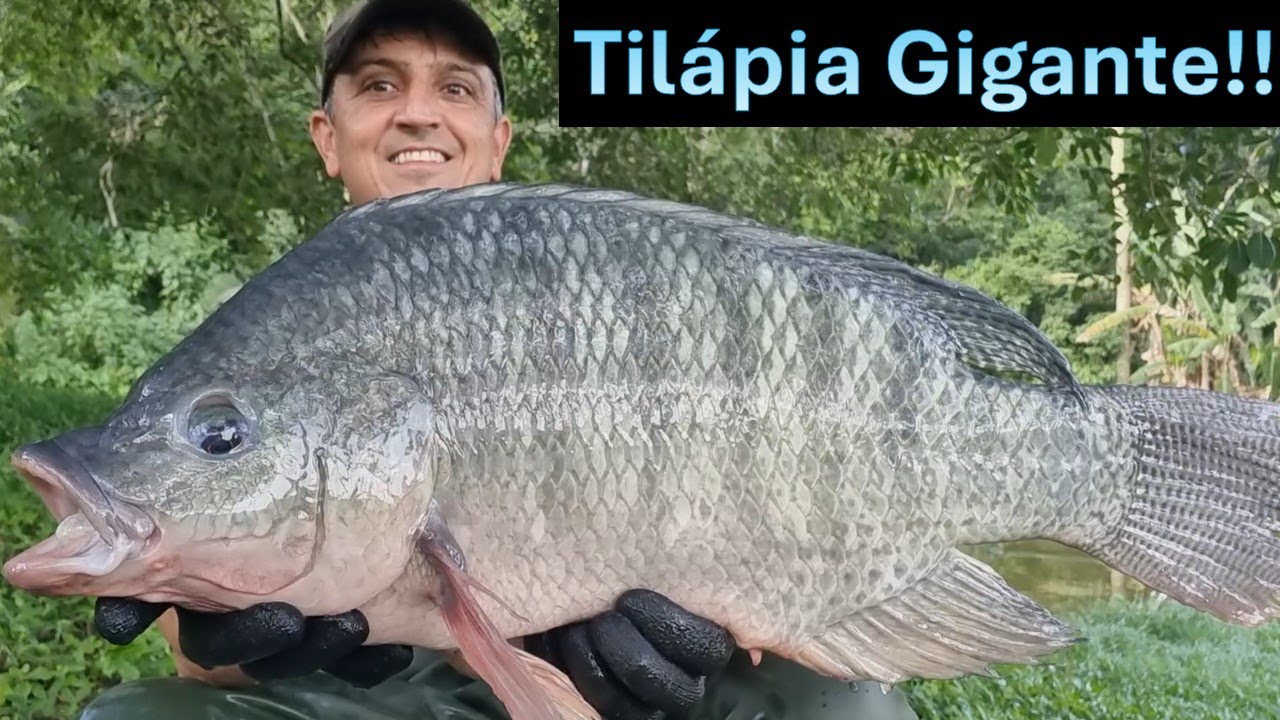 What Tilapia is This??? Thai, GIFT, or a new variety??