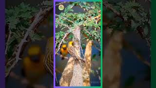 Download lagu 'Master Weaver: A Bird's Nest-Building Expertise' #short #nature #birds #rare #raresight mp3 Download lagu 'Master Weaver: A Bird's Nest-Building Expertise' #short #nature #birds #rare #raresight mp3