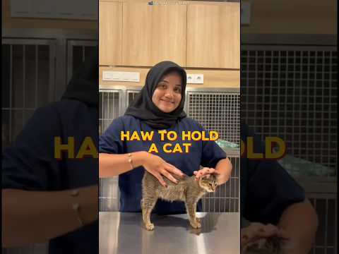 This Mistake Can Seriously Hurt Your Cat#shortvideo #viralvideo