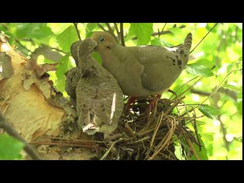 Mourning Dove Feeding Young Sqaubs