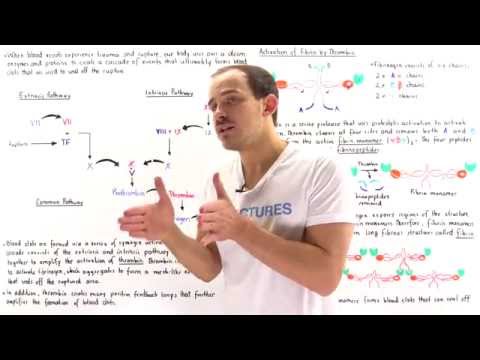 Activation of Coagulation Cascade