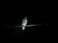 Brown Hawk Owl Owl Sound Night Photoshoot Themovinglife