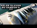 ZARGANA AVI TEKNİKLERİ İSTAVRİT AVI TEKNİKLERİ SIRTI YÖNTEMİ İLE LÜFER AVI TEKNİKLERİ