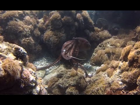 octopus video