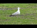 Lone Herring Gull At The Park