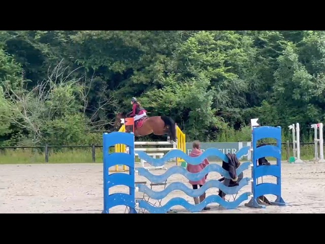 Vente jument baie de 10 ans, Belgian Warmblood