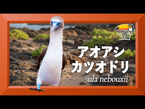 パルミラ環礁のスラ スラ