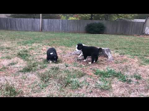 Dior is playful & attentive