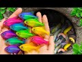 Catch Beautiful Aquarium Fish In Small Pond Baby Turtles Eel Koi Pencil Fish Nemo Fish Tadpole