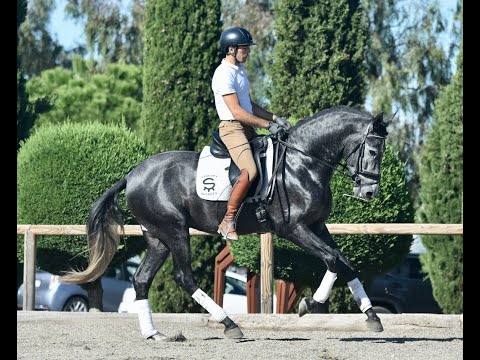 ARTISTA DE SUSAETA- ON THE LUNGE AND RIDDEN