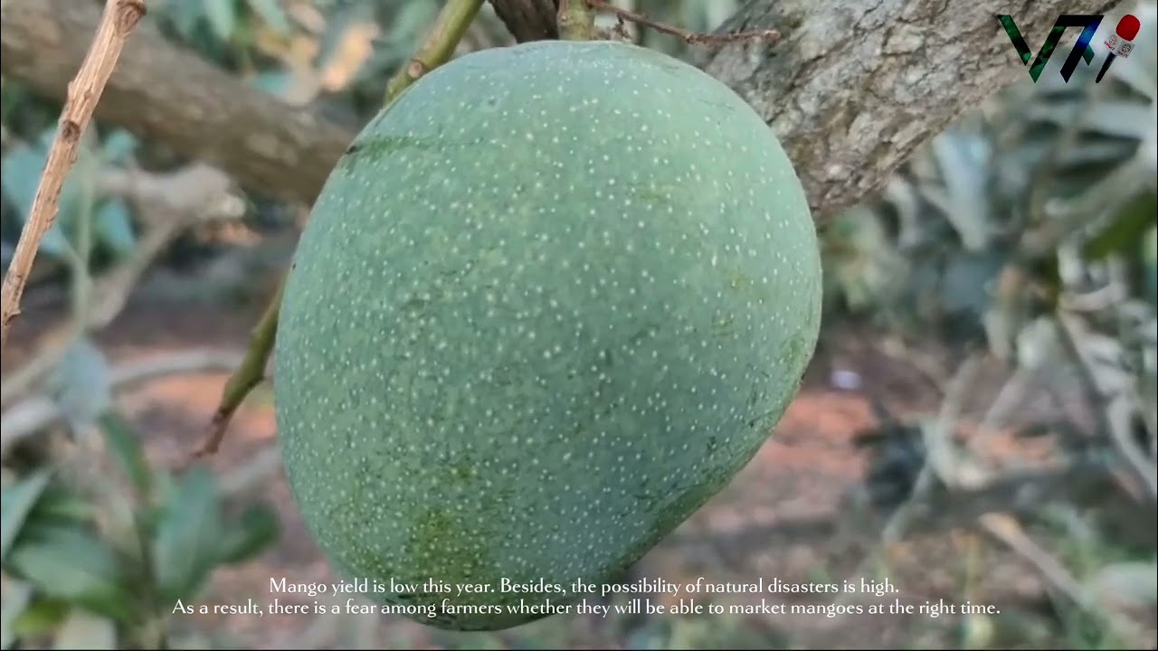 Mango collection has started as per schedule in Satkhira