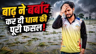 Download lagu Entire paddy crop destroyed by flood mp3