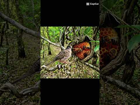 Poesia- MORRO DO CHAPÉU 