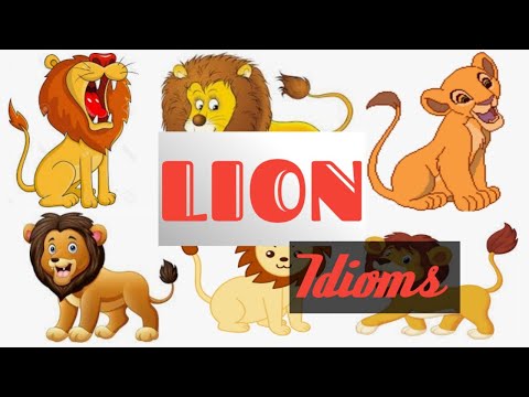 Lion phrases: 5 most intestesting 'lion' phrases for everyday use