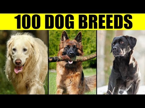Dog Breeds - List of 100 Most Popular Dog Breeds in the World