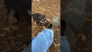 Video preview image #1 Pyrenees Husky Puppy For Sale in Corona, CA, USA