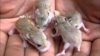 RuFuS - Paris Collides