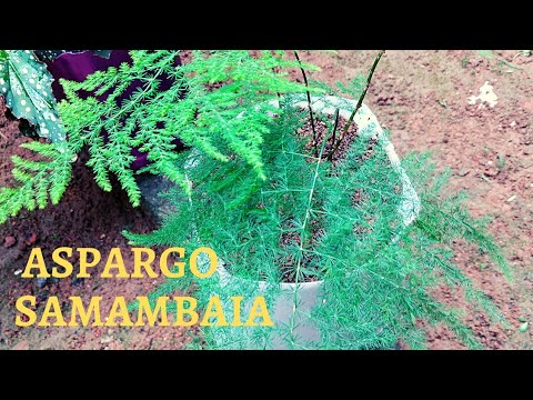, title : 'Aspargo samambaia ou bambuzinho- como cultivar.'